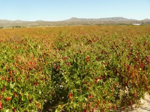 Red Chile Field, Arrey, New Mexico